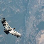 condor, peru, andean condor-4410243.jpg